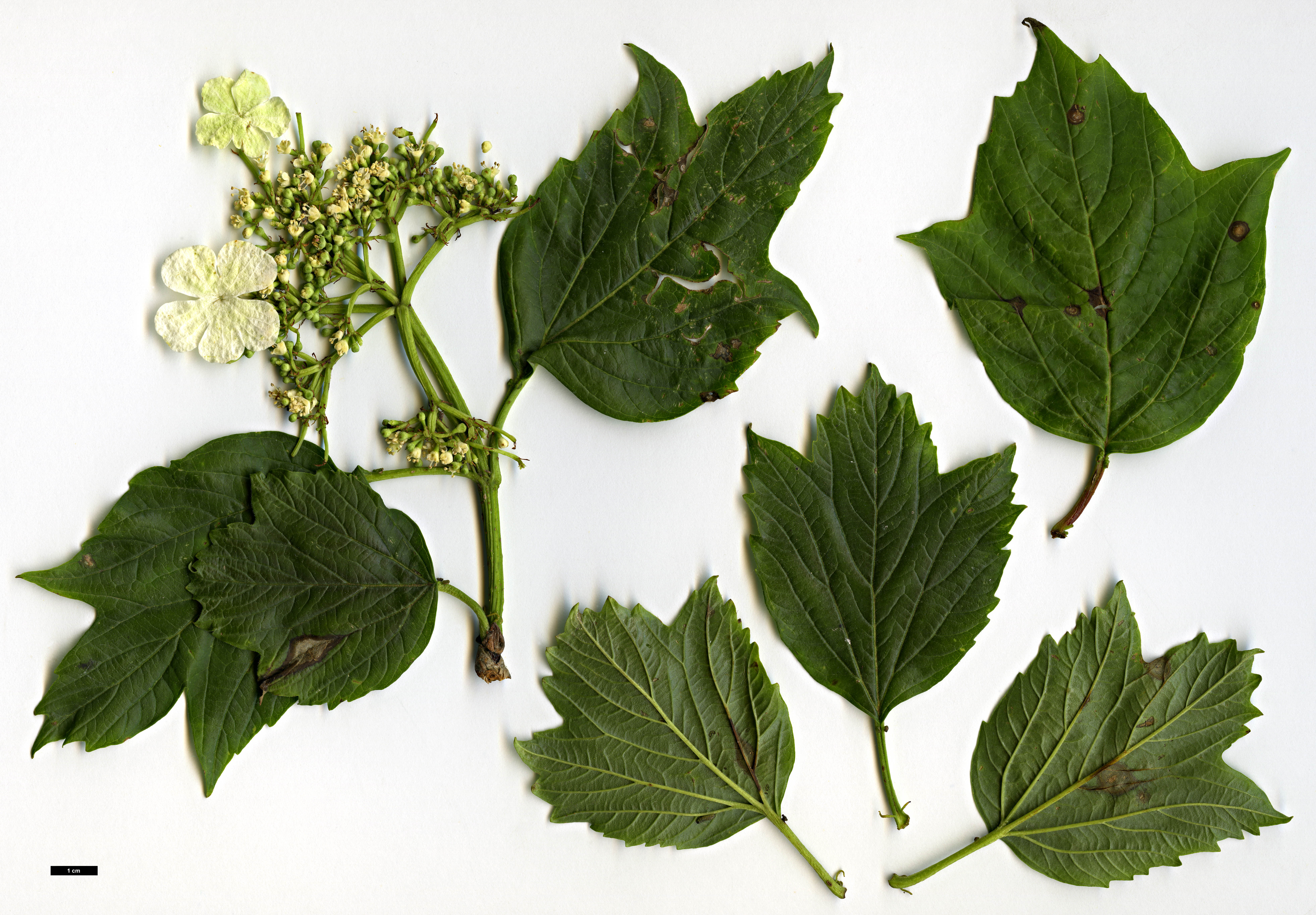 High resolution image: Family: Adoxaceae - Genus: Viburnum - Taxon: opulus - SpeciesSub: var. calvescens